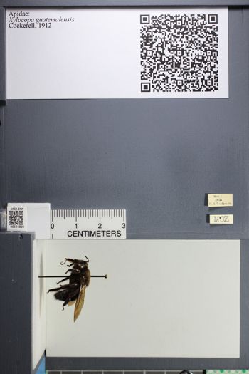 Media type: image;   Entomology 534803